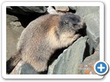 A Grossglockner marmot