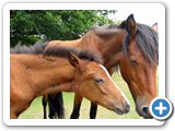 New Forest ponies - mother and foal