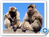 Barbary Ape family