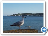 A posing Isle of Man gull