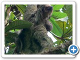 Costa Rican sloth