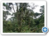 More rainforest