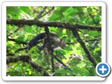 Very poor picture of Capuchin monkey