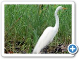 Great White Heron