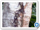 Costa Rican Tree Bats