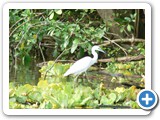 Great White Heron