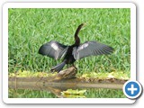 The Anhinga (Snake Bird)