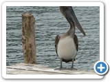 Pelican at the Port