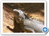 Iguana at the Iguana Park