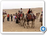 Tourists off for a camel ride