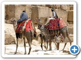 Dodgy camel riders