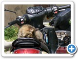 Rhodes 'Biker Cat'