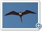 Soaring female frigatebird