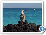 Blue-footed booby