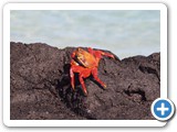 Sally Lightfoot crab