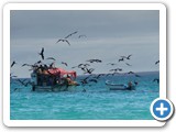 Final picture of boat covered in frigatebirds