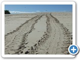 More tracks as turtles move to lay their eggs