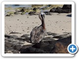One more pelican portrait