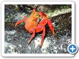 Closeup of a Sally Lightfoot crab - love the eyes