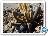Cactus in rocky landscape