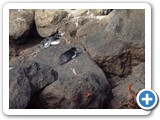 Galapagos penguins