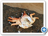 Shedded shell of Sally Lightfoot crab