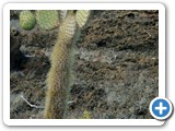 Cactus on Bartolome