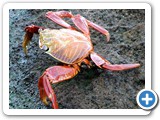 Sally Lighttfoot crab