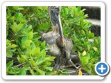 Pelican in the tree at water's edge