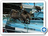 Pelicans on the boats