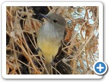 Galapagos flycatcher (2)