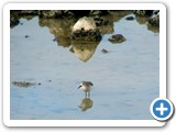Sandpiper at the water's edge