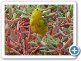 Yellow Warbler (2)