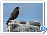 Galapagos Hawk