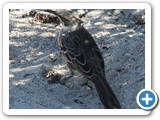 Galapagos mockingbird
