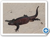 Basking marine iguana