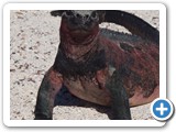 A 'handsome' marine iguana - only found in the Galapagos