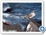 Another Galapagos mockingbird