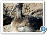 Albatross chick