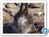 Albatross chick waiting for food