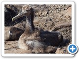 Another albatross chick waiting for parents