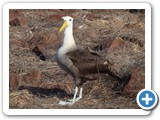 A fine looking Galapagos albatross