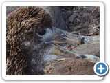 Portrait of albatross chick