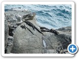 Marine iguanas on rocky outcrop