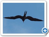 Hovering frigatebird