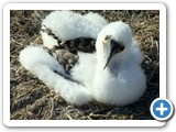 A Nazca Booby chick