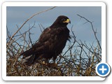 The Galapagos Hawk 