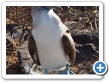 Blue-footed Booby dancing (displaying)