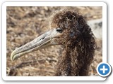 Another young albatross