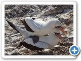 Another Nazca Booby mating scene